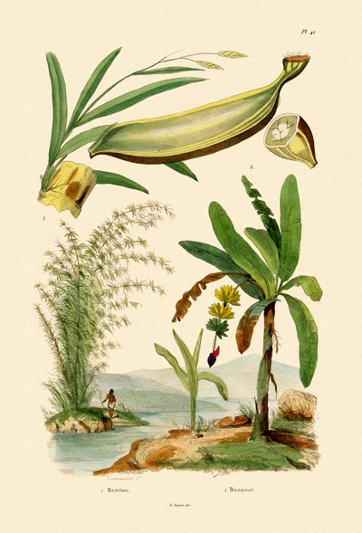 Bamboo, 1833-39 by French School